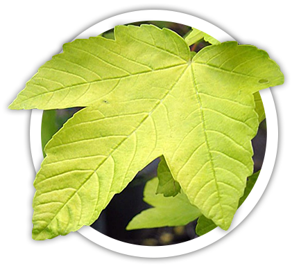 Клен псевдоплатановий / Acer pseudoplatanus